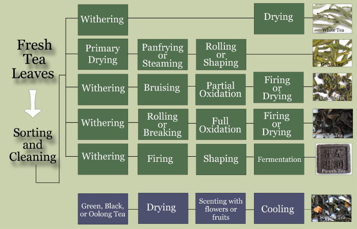 Basic Tea Information & Brewing Times