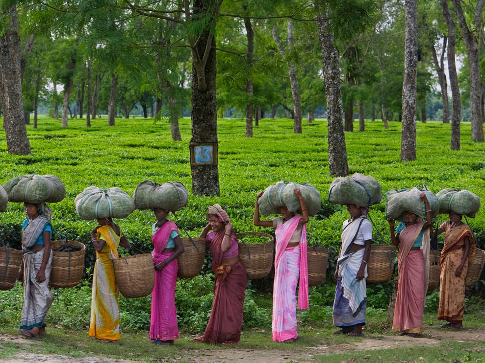 Tea Processing