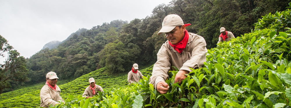 Colombia Green Tea