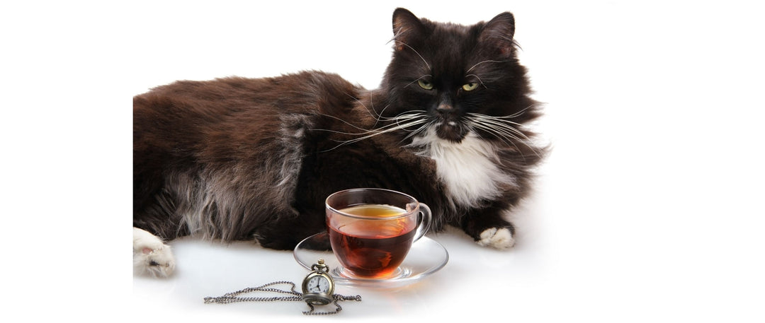 For Cat Lovers