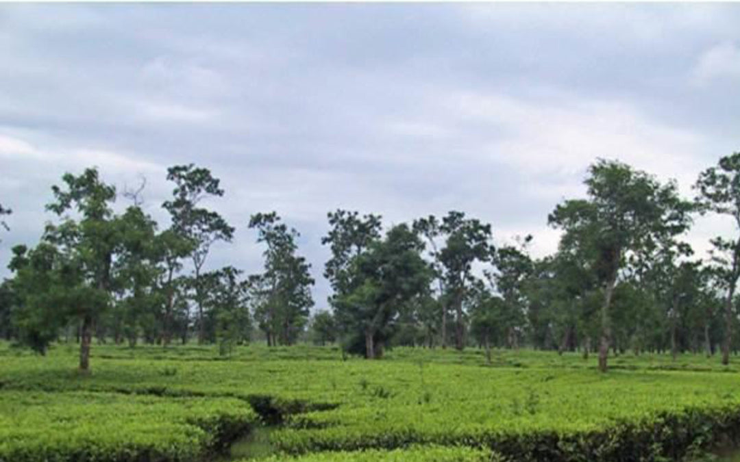 Assam Kopili Estate black tea