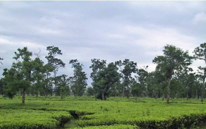 Assam Kopili Estate black tea