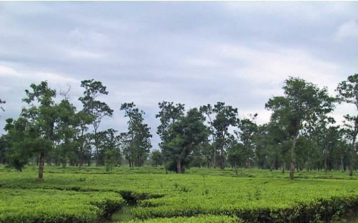 Assam Kopili Estate black tea