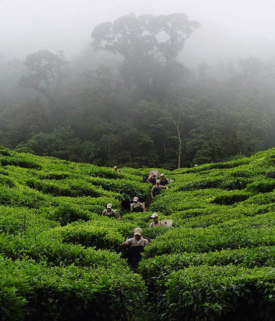 Colombian Tippy black organic tea